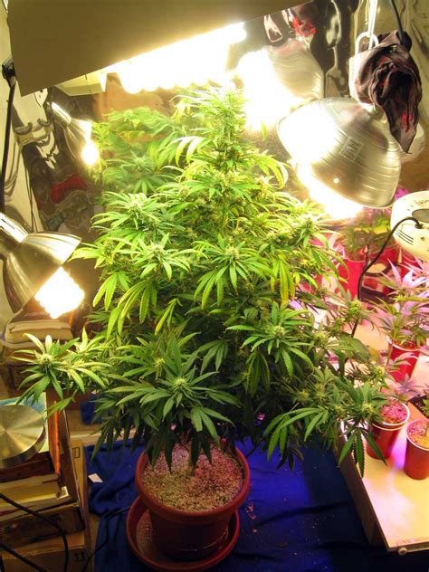 Those long winters can cause a lot of problems but lighting should never be one of them. Do My Cannabis Plants Need Side Lighting? | Grow Weed Easy