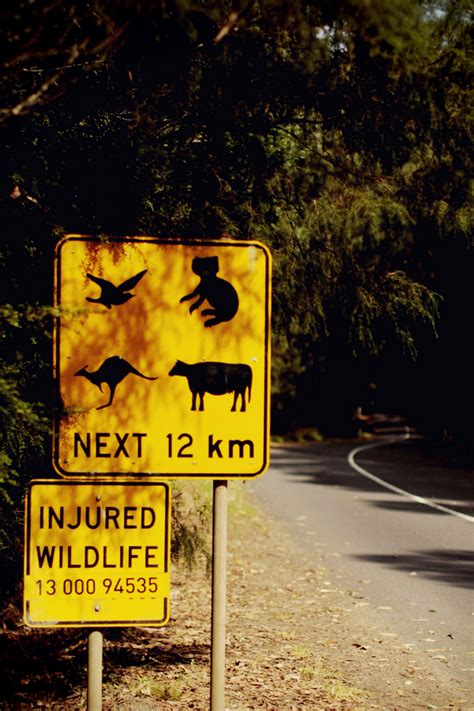 Yield To Wildlife Australian Road Signs Funny Road Signs Funny Signs