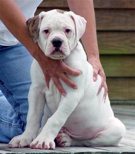 The american bulldog is descended from the english bulldog. Atomic American Bulldogs - Atomic Bred