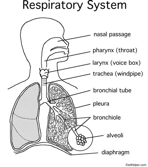 Blank Diagram Of Human Respiratory System
