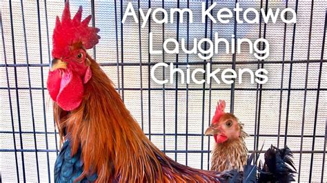 My Laughing Chickens Jolly Rancher And Giggles Ayam Ketawas Of