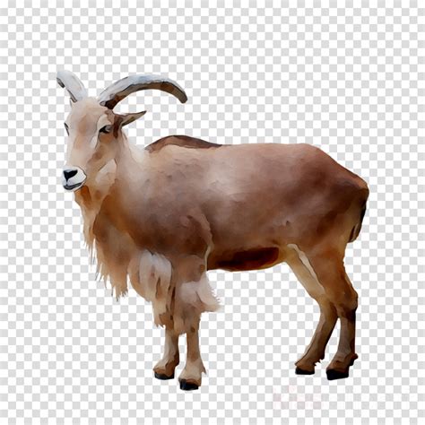 Goat Head Outline Livestock Kambing Barnyard Pinclipart Seekpng Domba