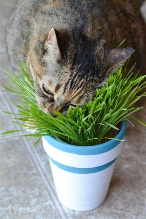 Cats are natural carnivores, making their affinity for grass all the more perplexing; DIY Indoor Cat Grass Garden - Typically Simple