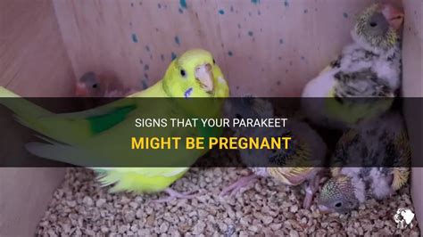 Signs That Your Parakeet Might Be Pregnant Petshun