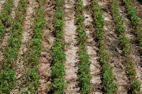 Developing Good Alfalfa Stand Establishment Alforex Seeds