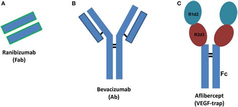 Schematic Structures Of Ranibizumab A Bevacizumab B And