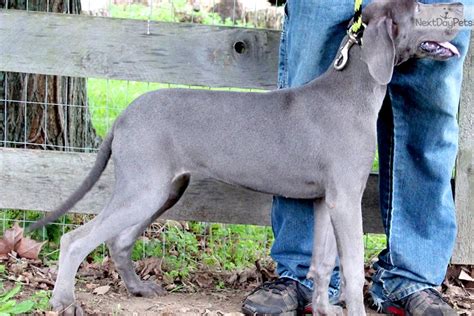 Laya Great Dane Puppy For Sale Near Louisville Kentucky 827384d3 B391