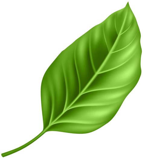 Check spelling or type a new query. leaf clipart png 10 free Cliparts | Download images on ...
