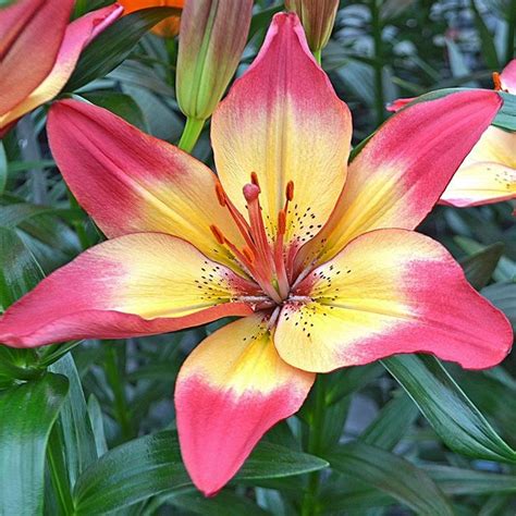 Asiatic Lily Bulbs Heartstrings In 2020 Lily Bulbs Asiatic Lilies