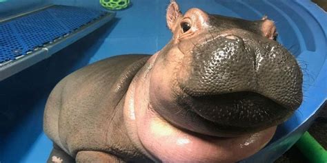 Meet The Adorable Baby Hippo Whos Become A Social Media Star