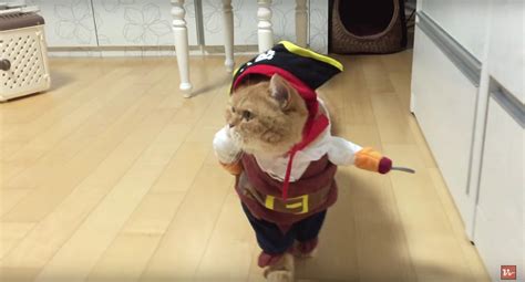 Cat Dressed As A Pirate Is The Best Thing Weve Ever Seen Watch