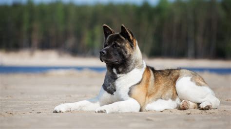 The Akita Breed Guide Personality History Training Food And More