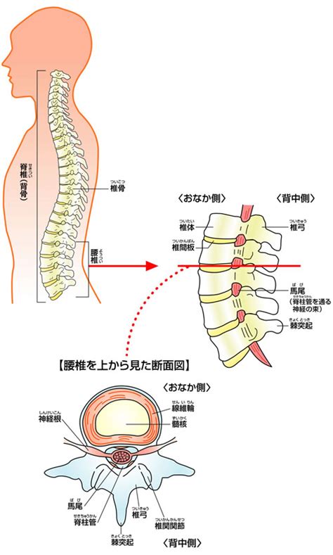 腰痛オンライン 腰の仕組み