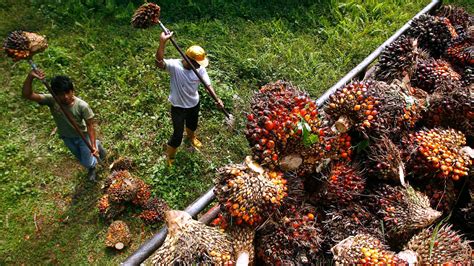 Red palm oil is special refine process which carotenoid still remaining in the oil. Malaysia cuts palm oil export tax to nil for September ...