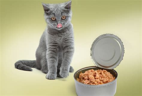 Remember, each cat is different and may need different food or diet requirements, so you should contact your veterinarian before changing their diet. Harmful Foods Your Cat Should Never Eat: Tuna, Milk, Raw ...