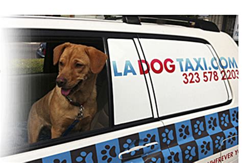 Dog Gone Taxi La Link