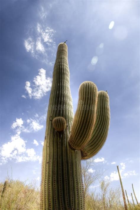 Saguaro Cactus In The Sonoran Desert Stock Image Image Of Carnegiea
