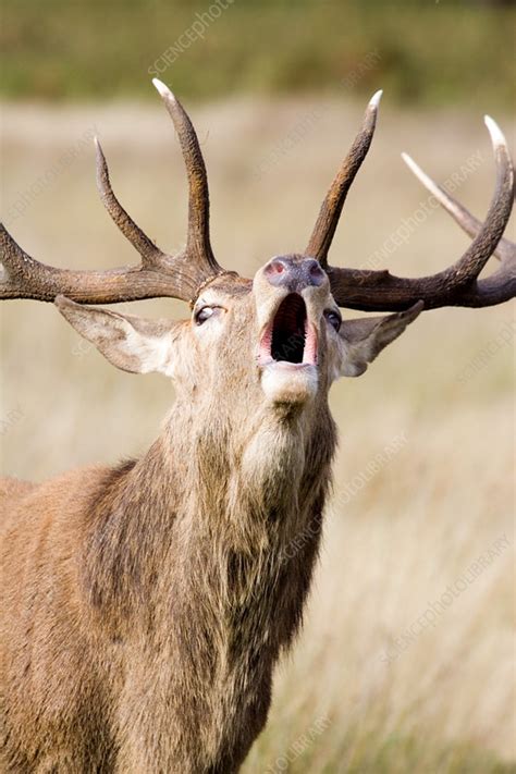 Male European Red Deer Stock Image Z9520188 Science Photo Library