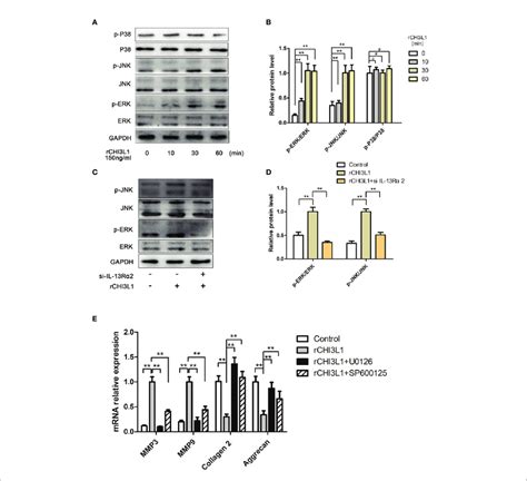 CHI3L1 Promoted ECM Degradation Through The MAPK Pathway In NP Cells