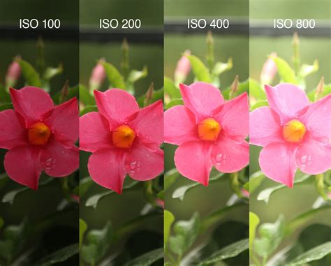 Mastering ISO Adjustment On Your Nikon Camera Tamaggo