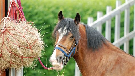 5 Tips To Help You Choose The Best Hay For Your Horse
