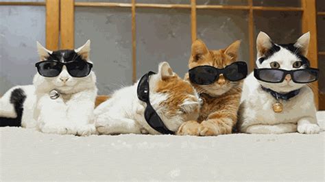 A Bunch Of Cool Cats 3 Rcats