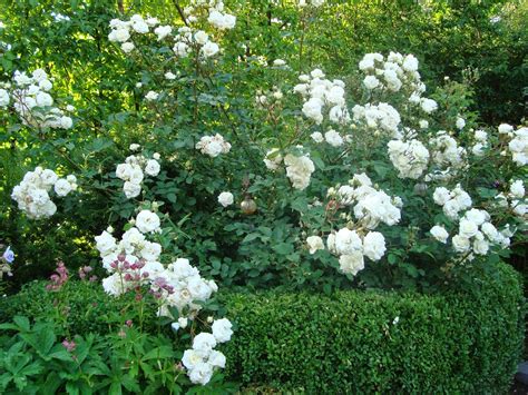 Passionnément Jardin Une Rose Un Rosier Midsummer Snow