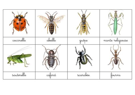Nomenclature Insectes Fichier Pdf