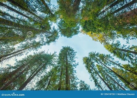 Tall Green Trees Stock Photo Image Of Sequoia National 139418730
