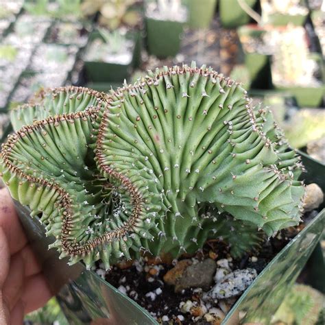 Easy Care Euphorbia Ammak Crest Plants Shop Now Planet Desert