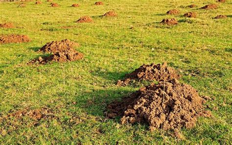 How To Get Rid Of Moles In Lawn Naturally