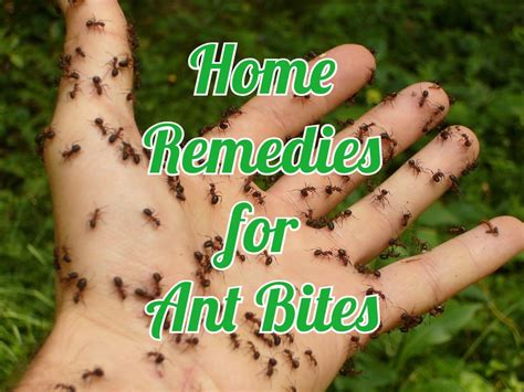 18 Useful Home Remedies For Ant Bites