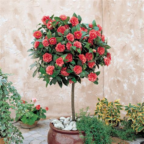 Camellia (Standard) | Camellia tree, Camellia plant, Patio plants