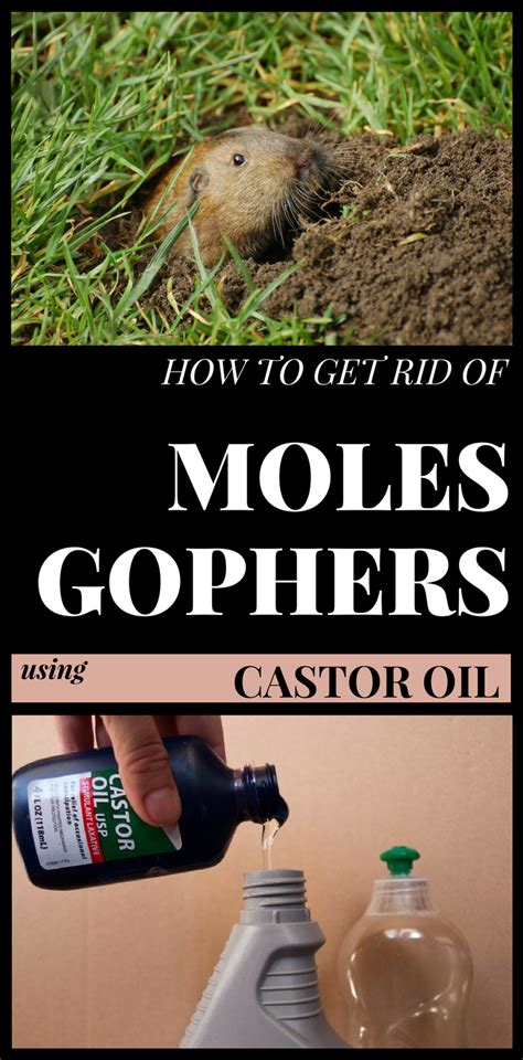 How To Get Rid Of Moles And Gophers Using Castor Oil