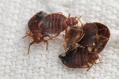 What Do Bed Bugs Look Like And Where Do They Live