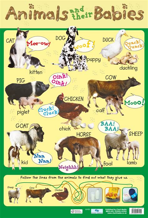 Animals And Their Babies Poster By Chart Media Chart Media