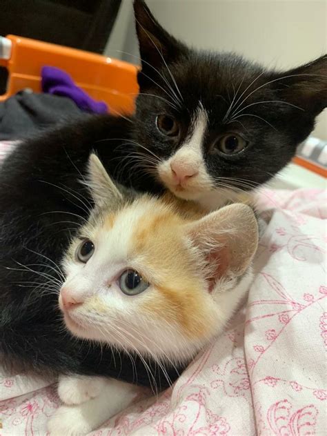 Cute Friendly Kittens For Sale In Norbury London Gumtree