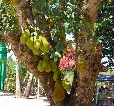 It became popularly known, but it did not have a name. Ugli fruit tree, Cambodia | fruits | Pinterest