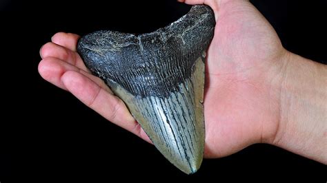 North Carolina Girl Finds Megalodon Shark Tooth Buried On Beach Is