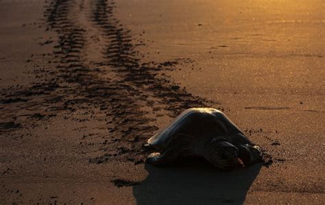 Thousands Of Turtles Lay Eggs On Nicaraguan Coast