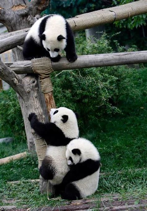 Panda Teamwork Awesome Pandas Are Awesome Pinterest