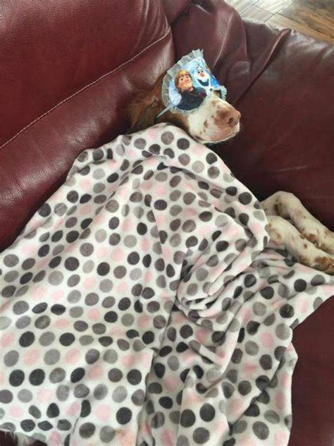 15 Photos Proving That Carefree Dogs Have Mastered The Art Of