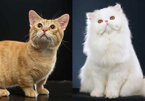 Persian Munchkin Cat Mix Things You Should Know About Zooawesome