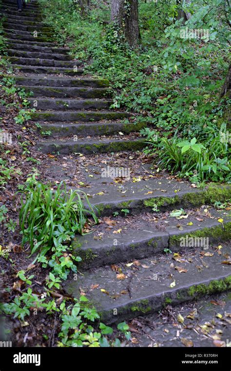Stairs In The Forest Stock Photo Alamy