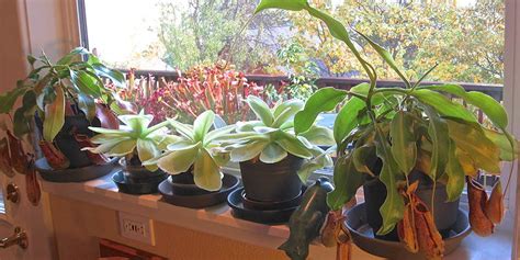 Carnivorous plants are found all over the world in boggy environments. Window Sill Garden | ICPS