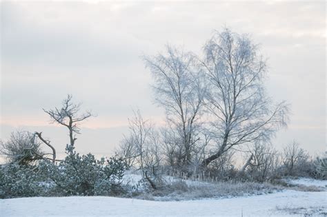 Hintergrundbilder Landschaft Natur Schnee Winter Ast Kalt