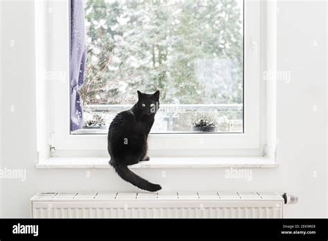Black Cat Sitting On Window Sill Stock Photo Alamy