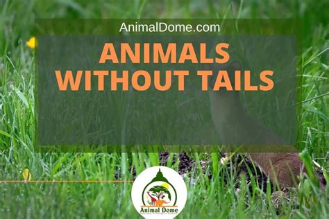 Complete List Of Animals Without Tails Picture Gallery Animal Dome