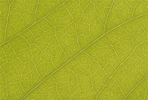 Textures Free Stock Leaf Textures Cg Textures Free Download Leaf