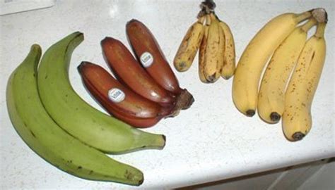 Important Benefits Of Banana Nigeria